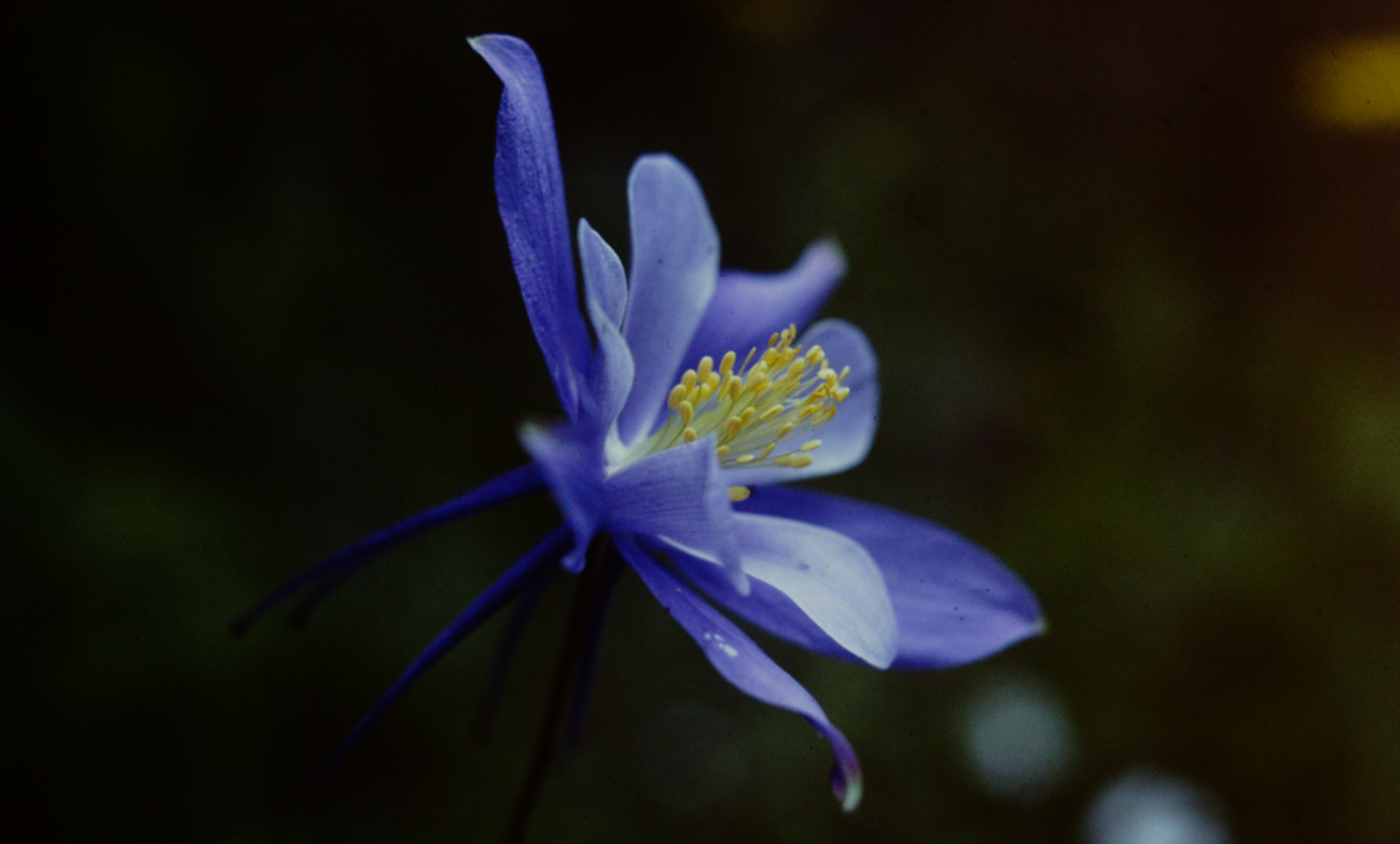 Flower1
